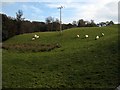 Field with sheep above the Garple Burn