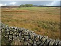 Moorland near Corseglass