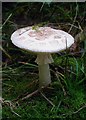 False Death Cap, Great Bull Wood