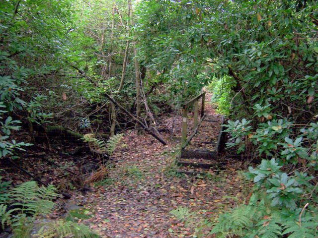 Footbridge over stream, Eridge Park
