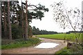 Oak Wood and The Slough