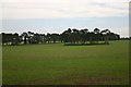 Field at Snarehill Farm