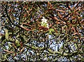 Horse chestnut blossom in autumn