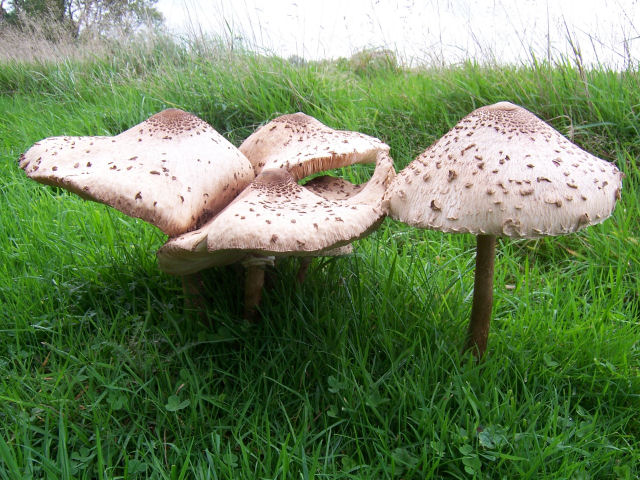 Parasol Mushrooms (Lepiota Procera), Eridge Park