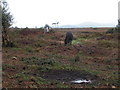 Ponies grazing on Stoborough Heath