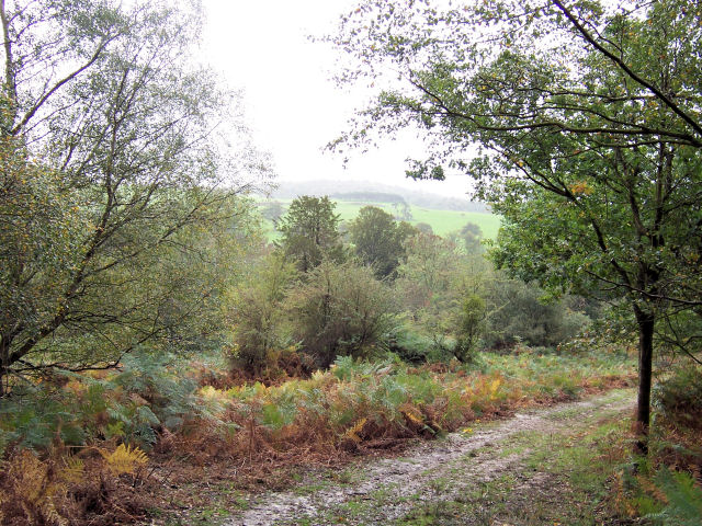 Path in Whitehill Wood, Eridge Park