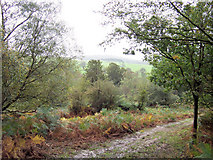 TQ5735 : Path in Whitehill Wood, Eridge Park by Andrew Howey