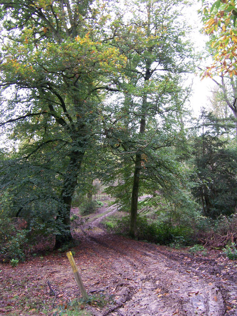 Forestry Track in Eridge Park