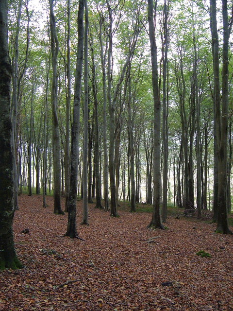 Boringdon Park Wood