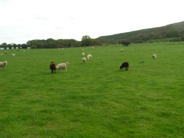 Sheep grazing near Norden farm