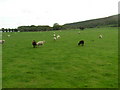 Sheep grazing near Norden farm