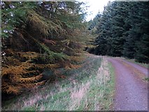 NT2046 : Forest road, Clioch Forest. by Chris Eilbeck