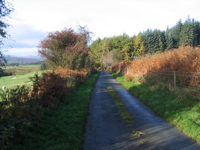 Road by Ceiriog Forest