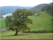 SX8654 : Oak tree above Dart by Derek Harper
