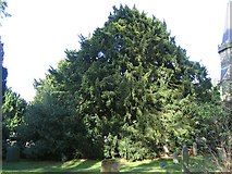 SJ1532 : Yew tree at St Garmon's Church by Peter Craine