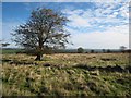 Beech tree on Cabin Hill