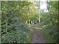 Footpath through Woodland