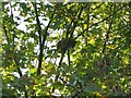 SK4165 : A tree climbing rat by Nikki Mahadevan