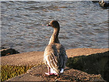 NY0915 : Pink-footed Goose, Ennerdale Water by Dave Dunford