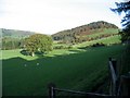 Sheep farming near Llanarmon DC