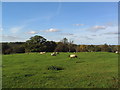 Sheep near Bulwick Hall