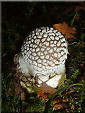SX7962 : Fungus in Dartington Hall gardens by Derek Harper