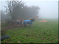 Horses near Hemerdon Ball