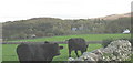 Looking across Cefn Llwyd farmland towards Bryn Bras Castle