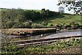 Reed Beds in the Tidal River