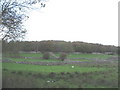 Coed Bryn Bras Woodland from Bwlch