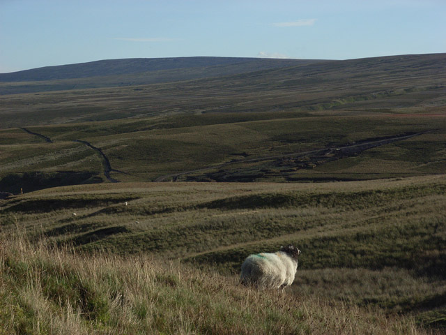 Sheep's eye view of Burnhope Moor