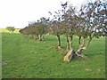 Old hedgerow near Great Whittington