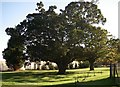 A  pair of old oaks