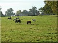 Little horses near Little Wolford