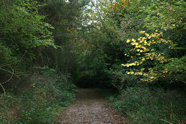A walk through Twyford Wood: No 6