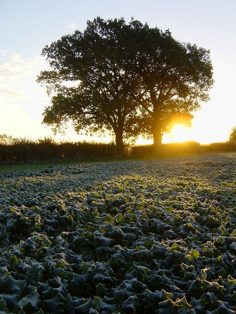 Frosty dawn, South Warnborough