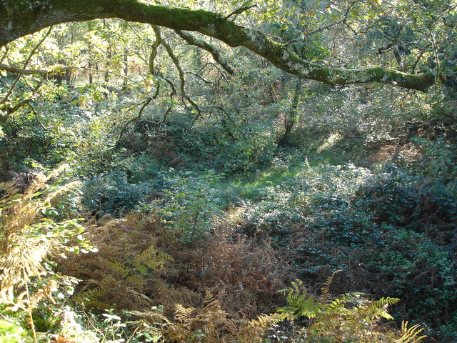 Leafy Hollow in Castle Hill Wood