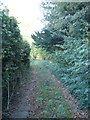 Track into Creech Hill Wood