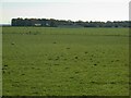 Grazing sheep and Forest Farm