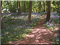 Bluebells in Sherrards Park Wood, north-east area