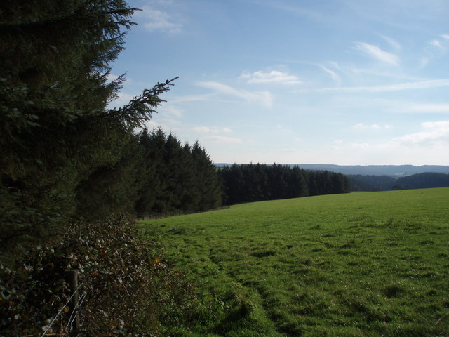 Woodland edge near Leigh Farm