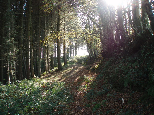 Woodland path near Leigh Farm