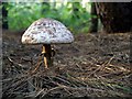 Shaggy parasol mushroom