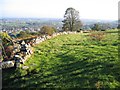 Old field wall, specimen tree and distant view of Cheshire