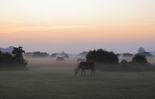 Ponies in the mist on Ocknell Plain, New Forest