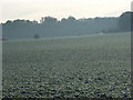 SU2858 : Farmland, Tidcombe by Andrew Smith