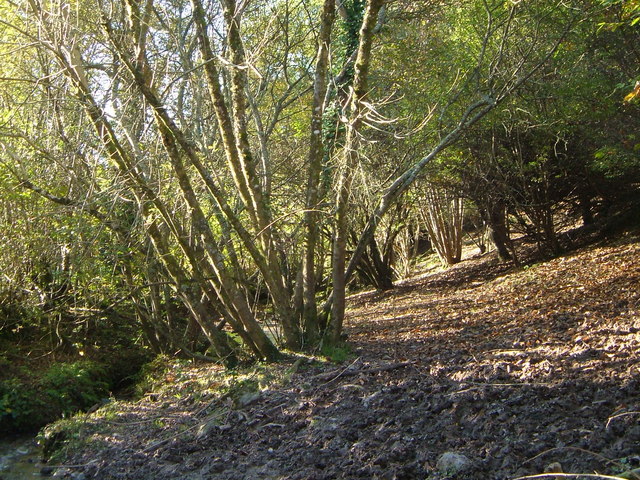 Coppiced woodland near Wastor