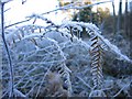 SJ5471 : Frost in Delamere Forest by John S Turner