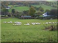 Sheep at Ardendrain