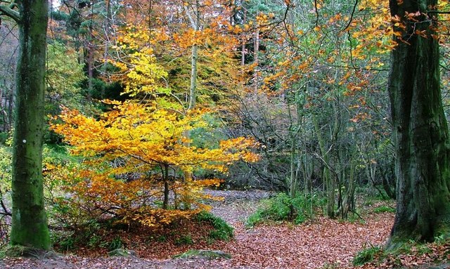 Low Redford Wood
